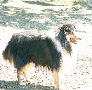 dagehichnichtmehrrein.jpg